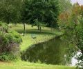 ducks by the pond at the marc