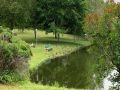 ducks by the pond at the marc