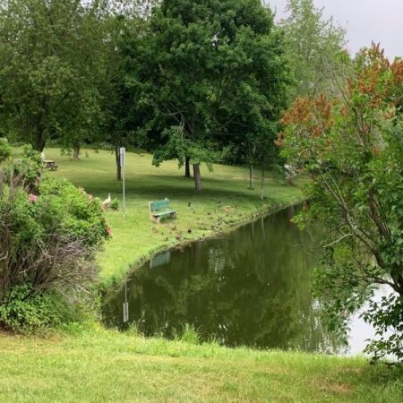 ducks by the pond at the marc