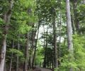 river ridge common
