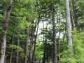 river ridge common